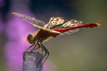 A7407890-SharpenAI-Motion