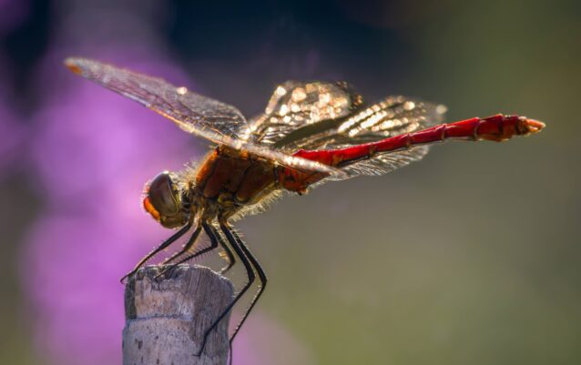 A7407890-SharpenAI-Motion A7407890-SharpenAI-Motion