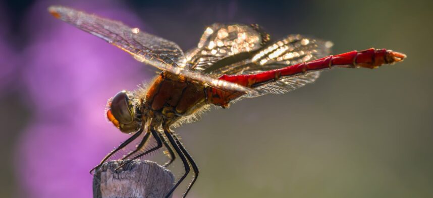 A7407890-SharpenAI-Motion