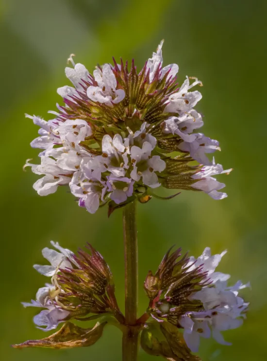 2024-08-03 09-18-47 (B,R8,S4)-SharpenAI-Motion-Edit